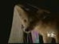 Police Hunt For Coyotes In Rye