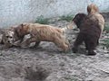 Puppies at play [HD]