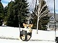 Swinging Corgi