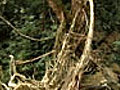 In Nature’s lap: Meghalaya&#039;s living root bridges