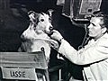 The Hollywood Collection - The Story of Lassie