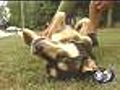 Tour De Dog Rolls Into Green Bay
