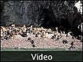 The  sea lion gang - Nazca, Peru