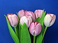 Time-lapse Of Opening Pink Tulips Bouquet 1 Stock Footage