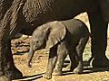 African Elephant Calf