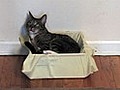 How to Make a Homemade Cat Bed