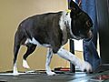 Terrier Takes To Treadmill