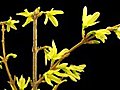 Time-lapse Of Opening Forsythia Flowers Isolated On Black 1a Stock Footage