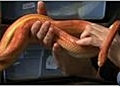 How to Care for a Pet Corn Snake