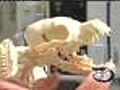 Human DNA can fight cancer in dogs