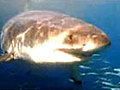 Great white shark attacks over confident presenter