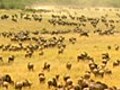 Full Circle Wildebeest