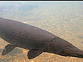 Kentucky’s Alligator Gar