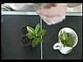 How To Clone Any Plant For Hydroponic Or Regular Gardening