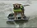 Wow! Dog rides motorcycle and goes water skiing