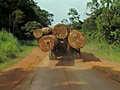 Global Focus: The New Environmentalists - Gabon