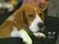 All Hail Uno! Best In Show