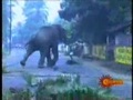 Elefante ataca a un Hombre