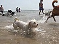 Running with the pack at Montrose Dog Beach