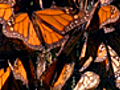 Monarch Mating