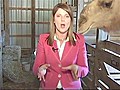 Camel Eats Reporter’s Hair