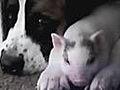 Pig and Pup Find Love