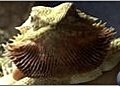 Bearded Dragon Care - Trouble Shooting Problems