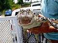 Fla. drought forcing gators to move
