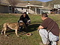 Pit Bulls and Parolees: Parolees Bond