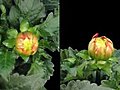 Time-lapse Blooming Red Dahlia 7d Isolated Black Two Synchronised Cameras Stock Footage