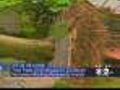 Tree Narrowly Misses Levittown Residents