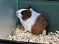Guinea Pigs as Pets