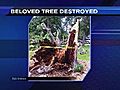 ?Constitution Oak? destroyed in storms