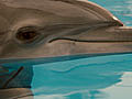 Dolphin Tale Trailer