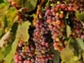 Red grapes