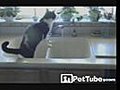 Drive-Thru Cat Wash