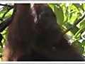 GOODNEWS - Orang-utan