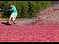 Wakeboarding in a Cranberry Bog