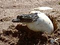 Hatching Crocs