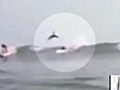 Video shows shark jumping over surfer in Fla.