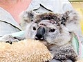 Baby koala fights for her life