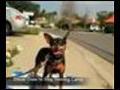 Dog Training Camp Min Pin in San Diego