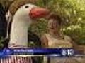 Giant Goose Returned To Owner