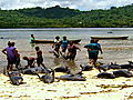 Blood Dolphins: Blood Trade in the Solomons