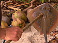 Dual Survival 2: Hunting Stingray