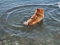 Water Pom Loves To Spin! : The Daily Squeak