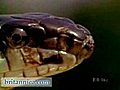 Pilot Black Snake Suffocates Its Prey