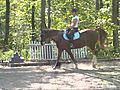 How to ride a horse successfully.