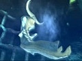 Wii魔物獵人3 自錄 最後大海龍擊退任務(前段)