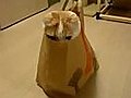 Cat’s in the bag!